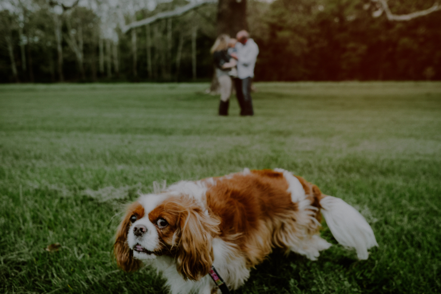 family photo at park with dog in foreground