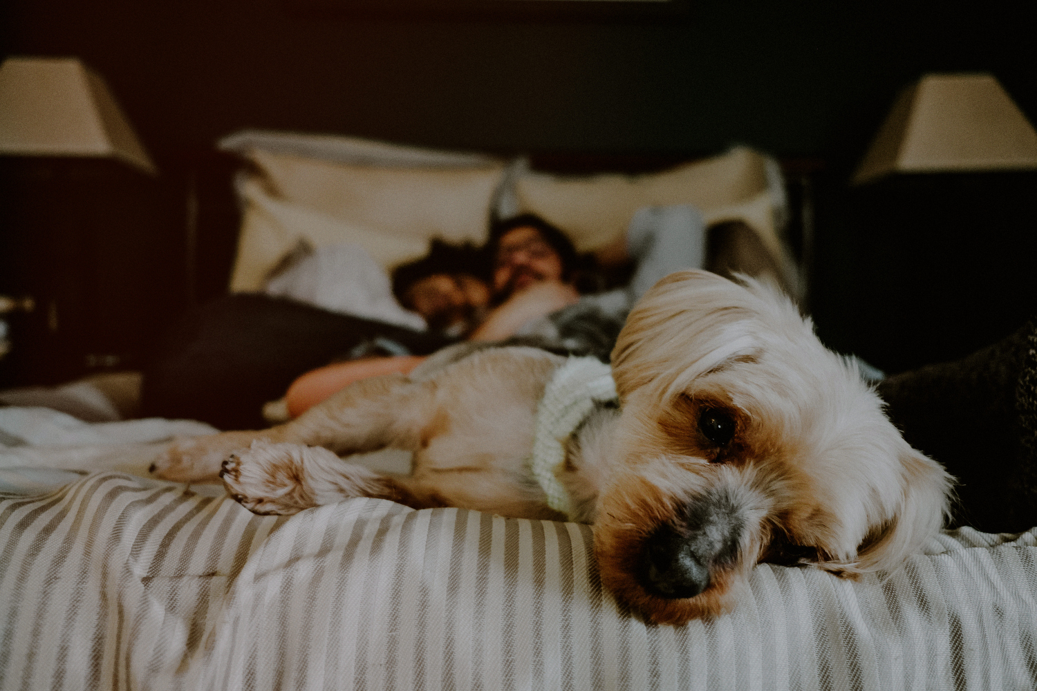 dog in engagement photos at home