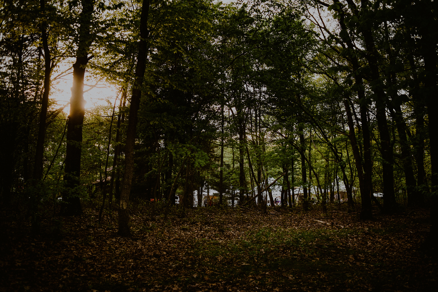 nj backyard wedding photo during sunset in the woods