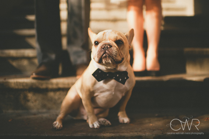 Boston engagement photos of couple with their french bull dog