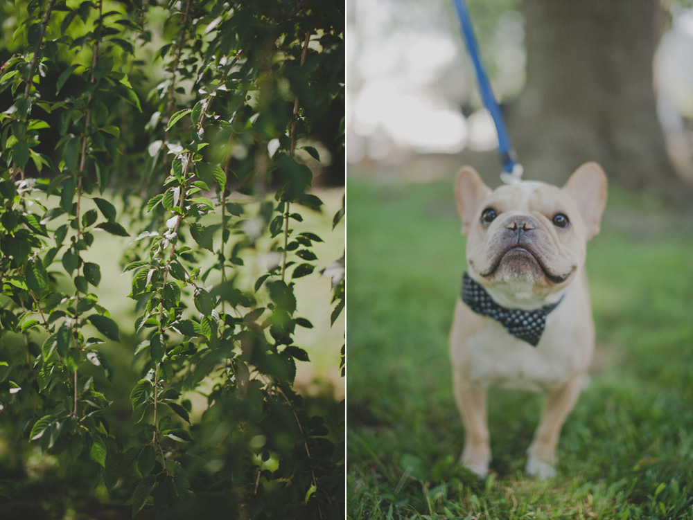 cute dog wedding picture