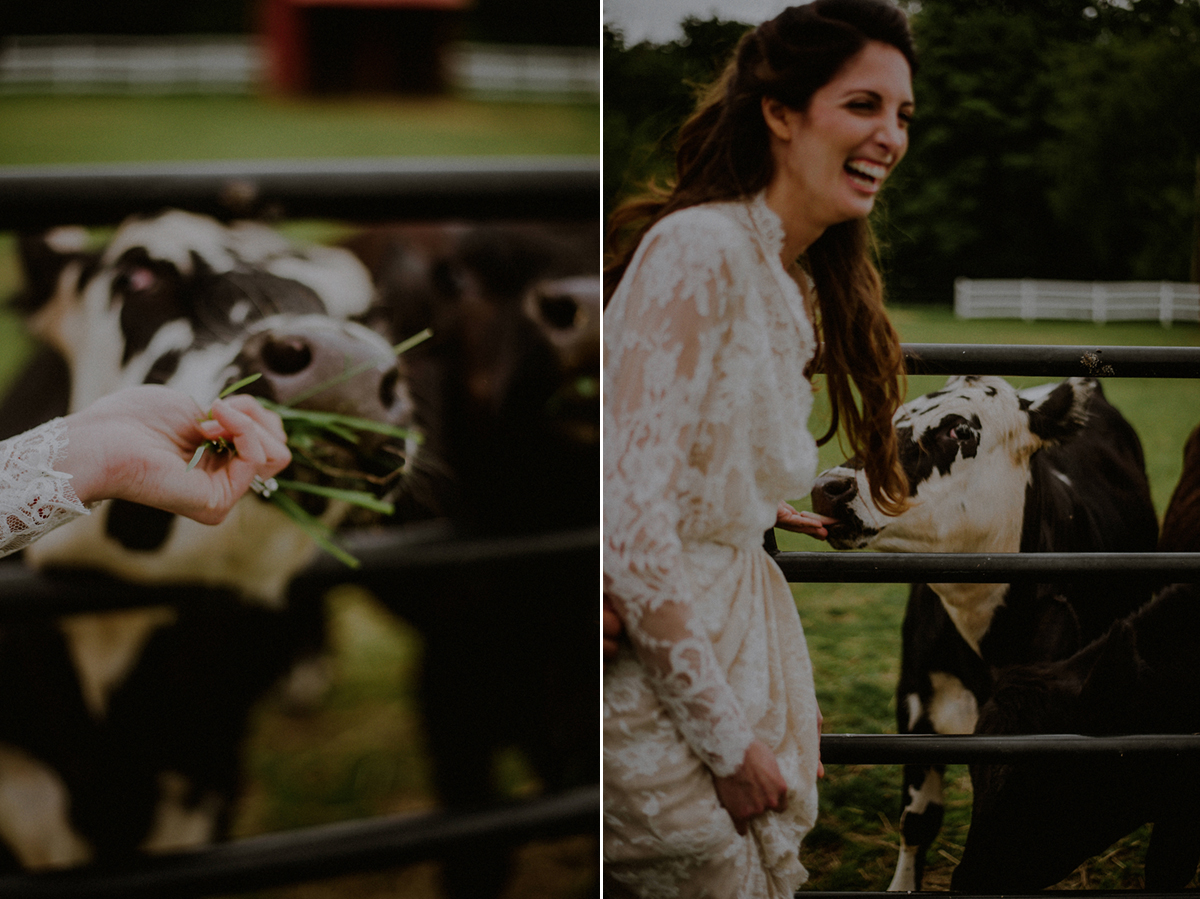 cows with bride