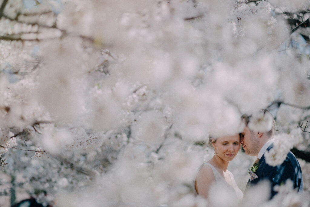 bride and groom portrait posed amidst cherry blossoms at branch brook park