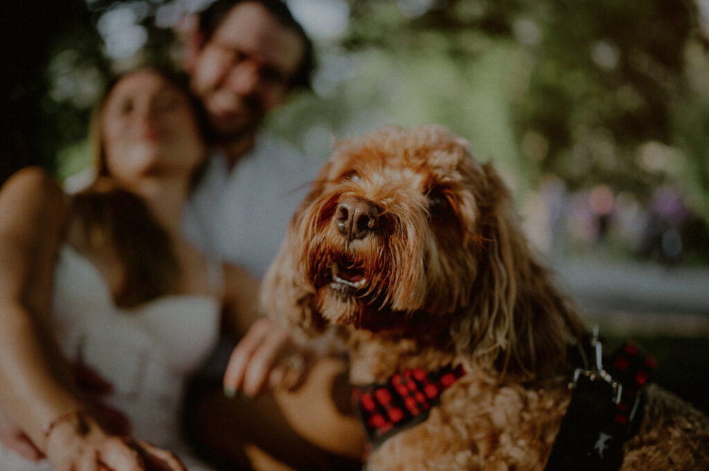 dog in foreground of couple's engagement photo